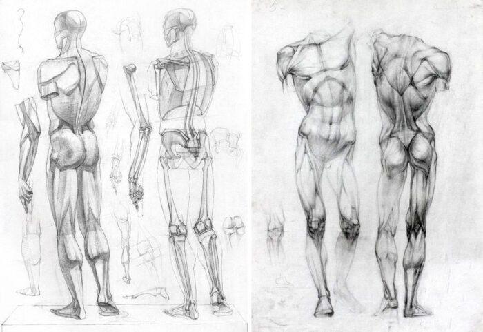 анатомия в рисунке