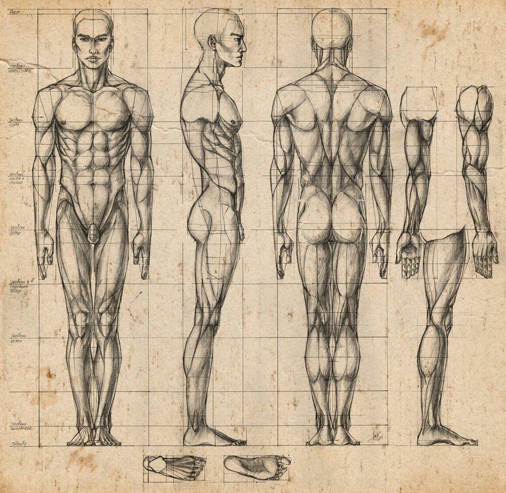 Анатомия в полный рост. Пропорции тела человека Баммес. Пропорции человека в полный рост Баммес. Пропорции человека референсы.