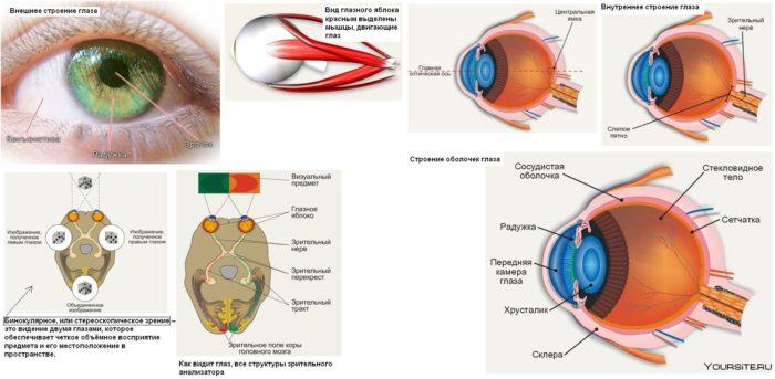 анатомия глаза