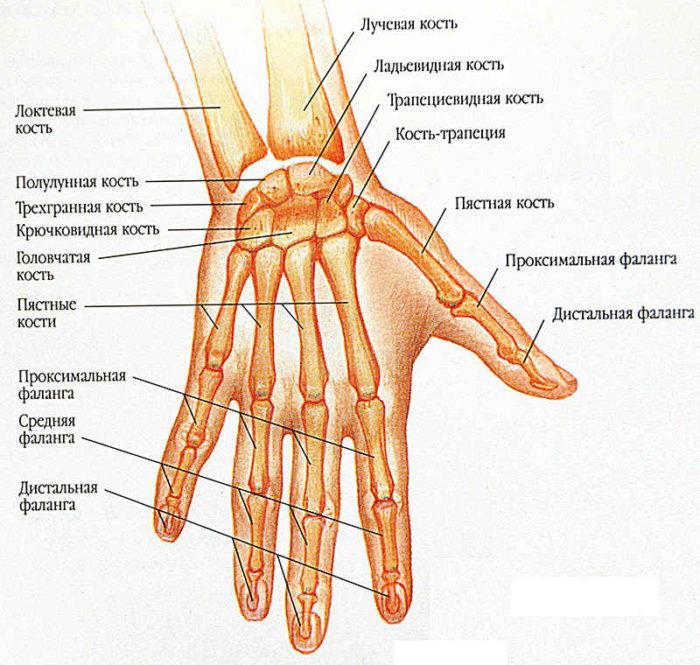 анатомия руки
