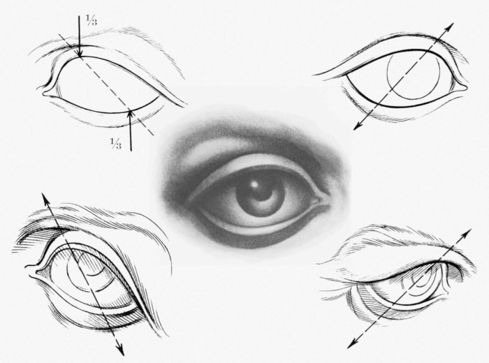 строение глаза