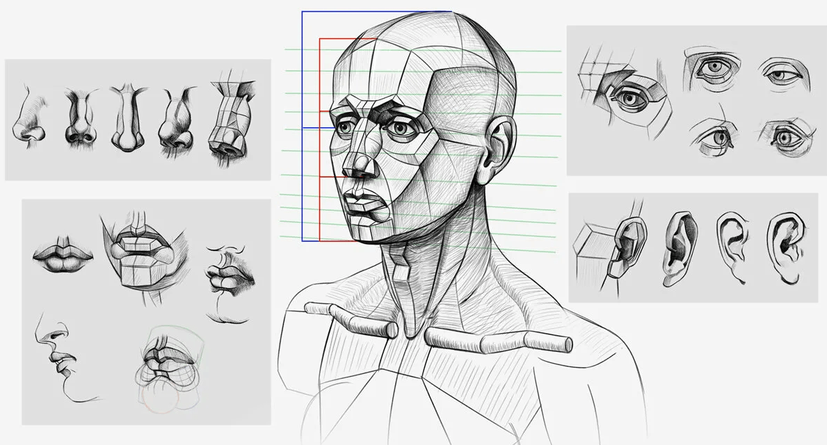 Как рисовать анатомично лицо