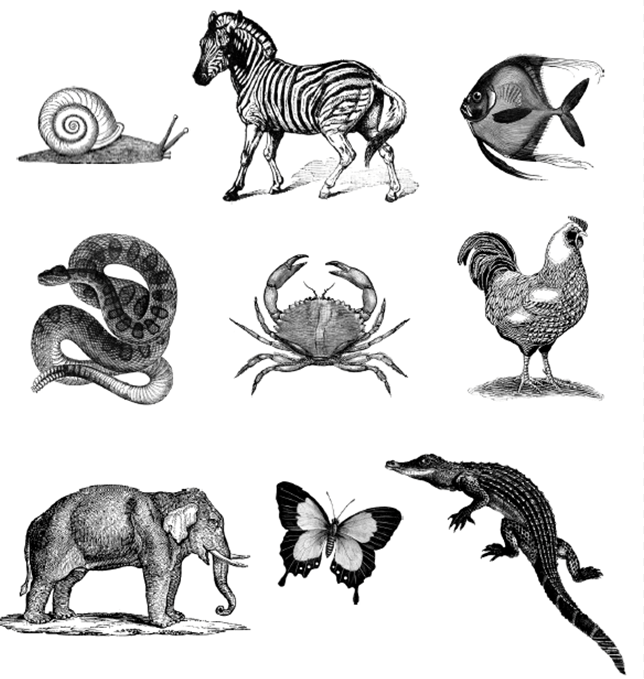 Рисуем живых существ - основы рисования
